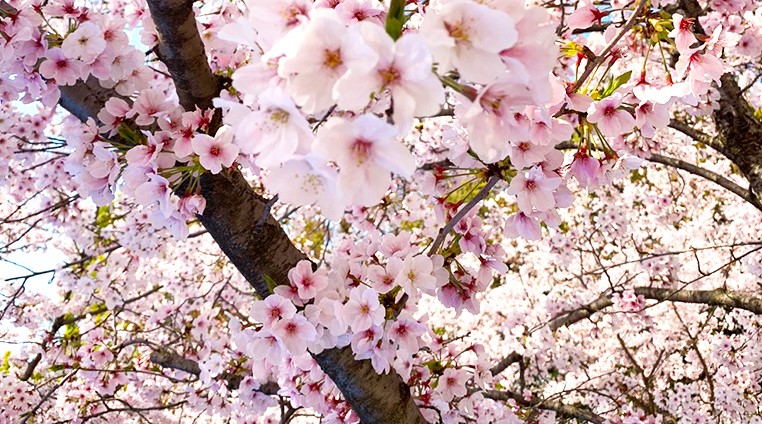 お花見缶詰